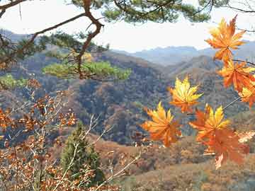 北美原油价格最新走势